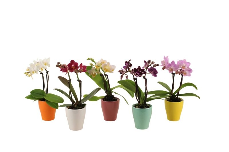 PHALAENOPSIS  M 6 MINI 2-vares CUBRETEST