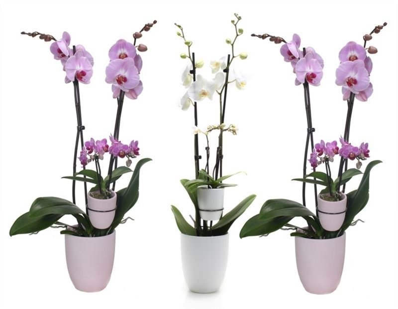 PHALAENOPSIS  M12 2 VARA DUO CERAMICA MIX  DM25