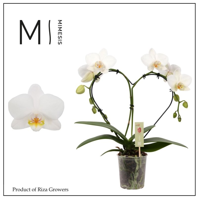 PHALAENOPSIS  M 9 COR BLANC