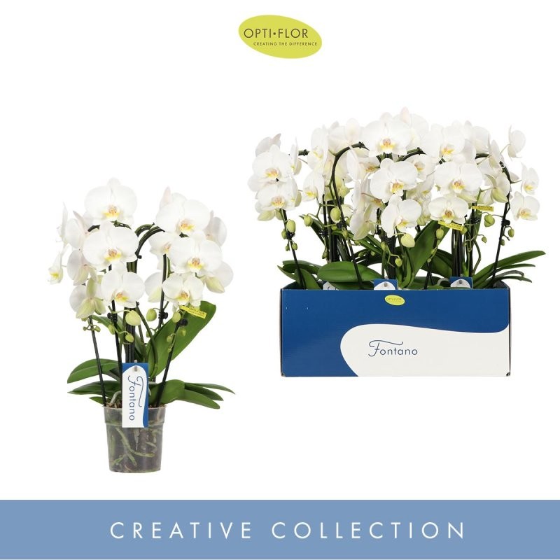PHALAENOPSIS  M12 CASCADA 4 VARES FONTANO Bellagi