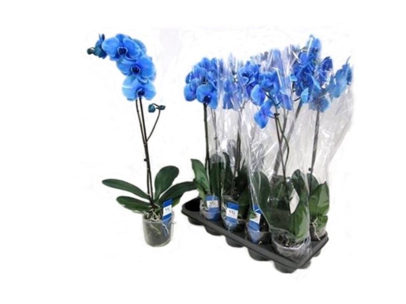 PHALAENOPSIS  M12 1 VARA  60cm. BLAU