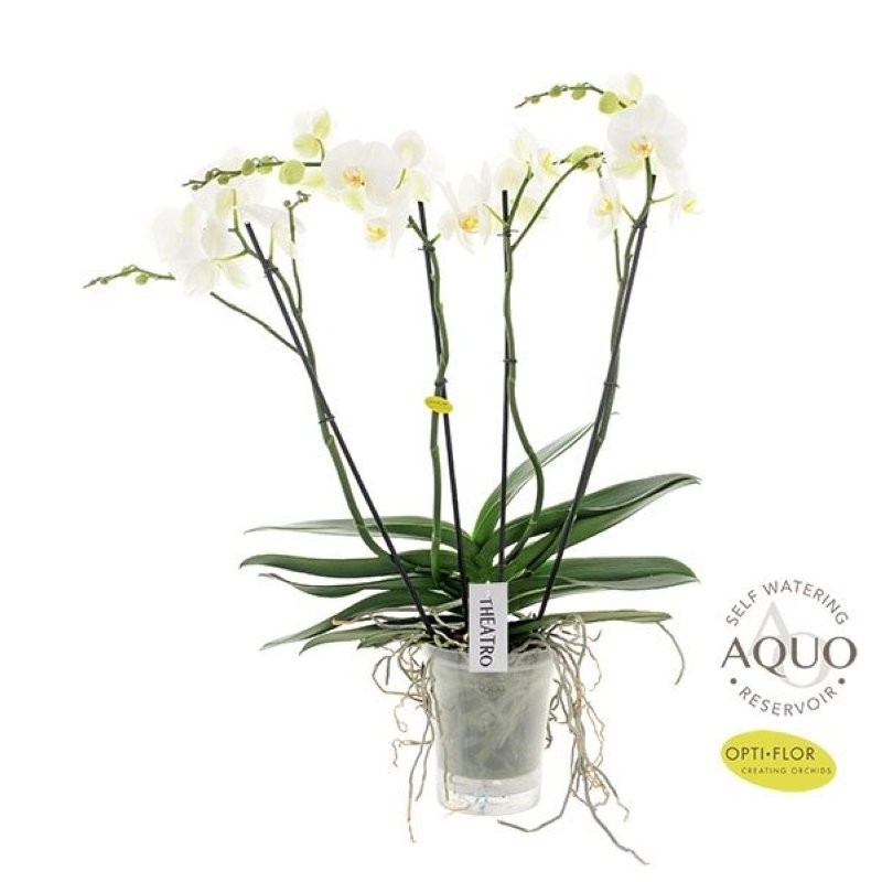 PHALAENOPSIS 4 vares  M17- 85cm. THEATRO