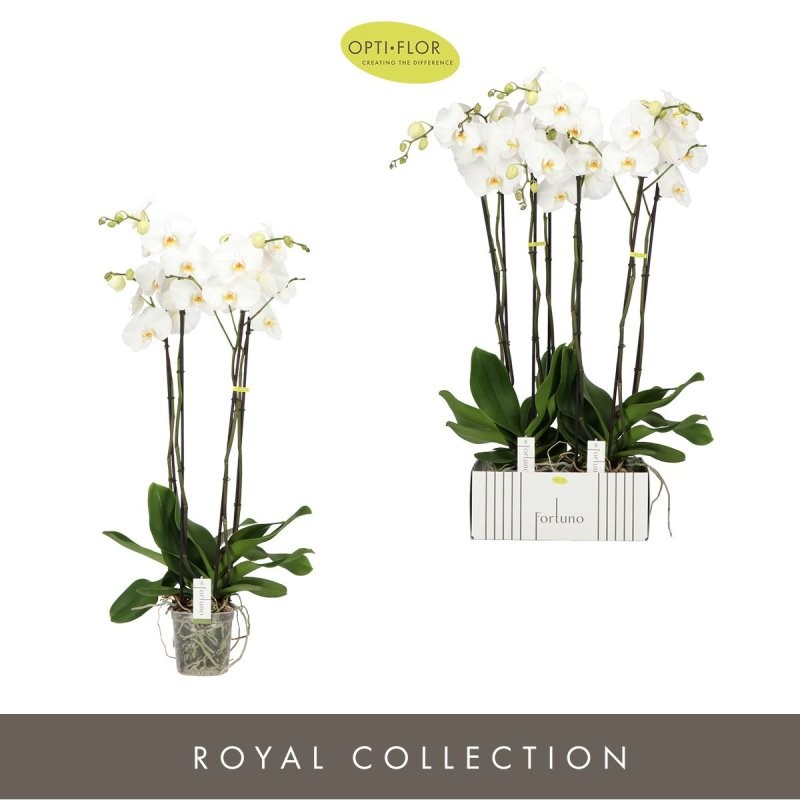 PHALAENOPSIS 4 vares FORTUNO M17- 75cm. BLANC