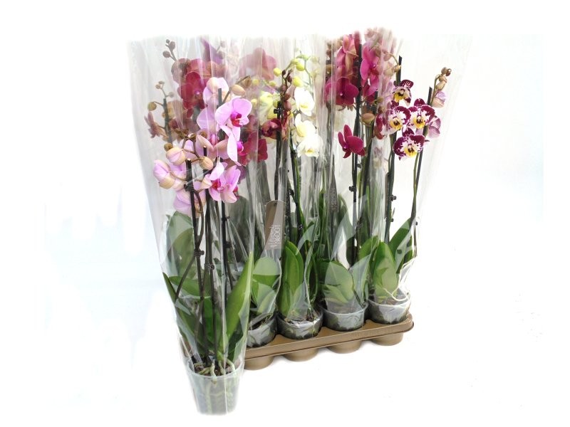 PHALAENOPSIS  M12 3 VARES 65cm. MIX