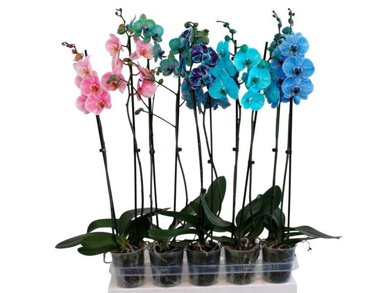 PHALAENOPSIS  M12 2 VARES 70cm. MIX WONDER OF NAT
