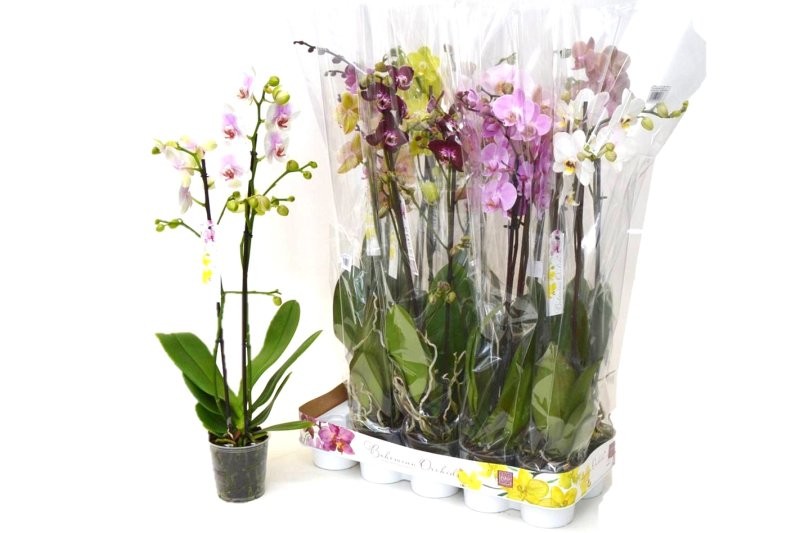 PHALAENOPSIS  M12 2 VARES 70cm.  Ramificat MIX