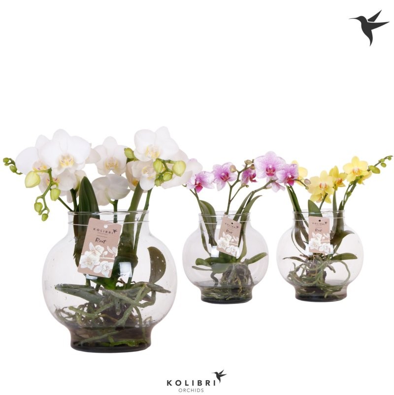 PHALAENOPSIS  M16 KOLIBRI 3 VARES H50 VIDRE trans