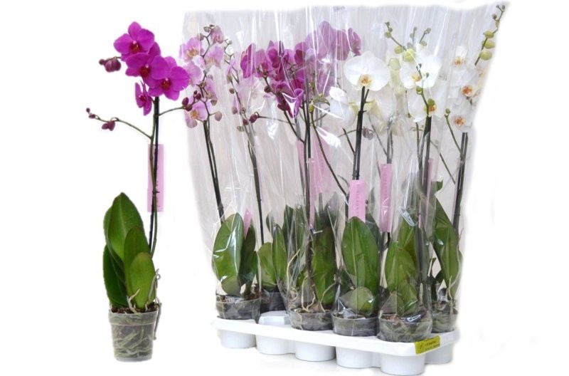PHALAENOPSIS  M12 1 VARA 70cm. MIX