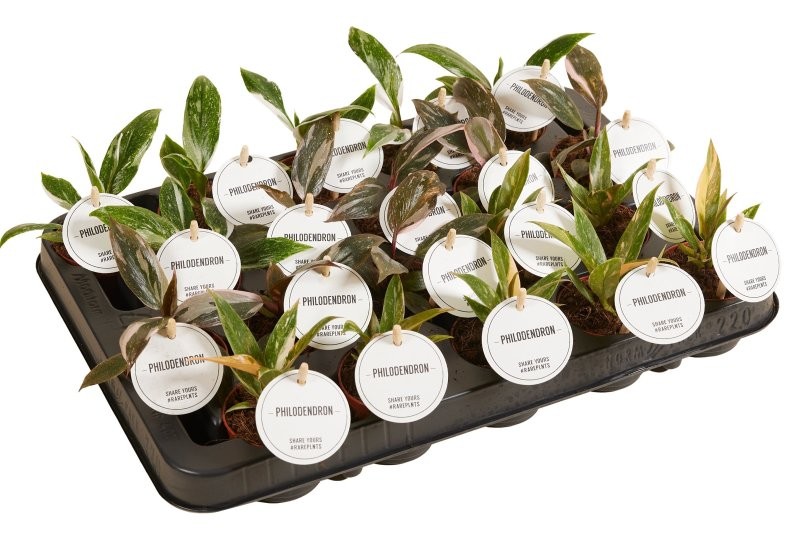 PHILODENDRON  M 6 PRINCESS MIX