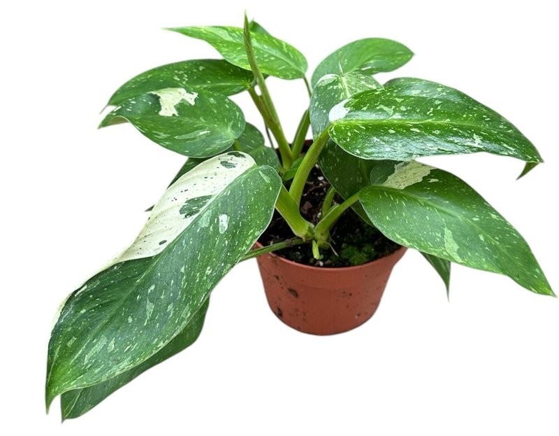 PHILODENDRON M17 JOSE BUONO