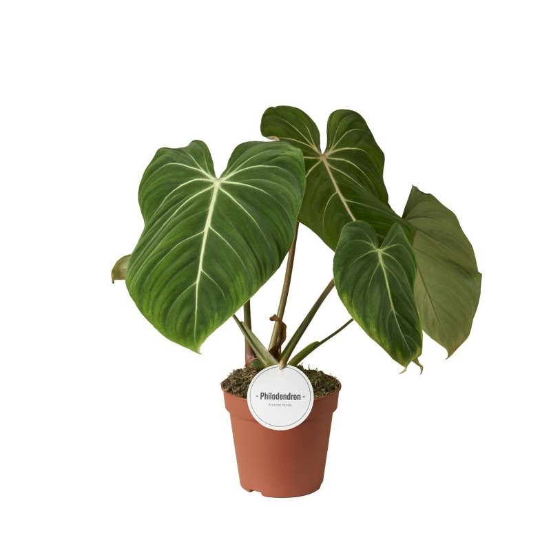 PHILODENDRON  GLORIOSUM M15 H40