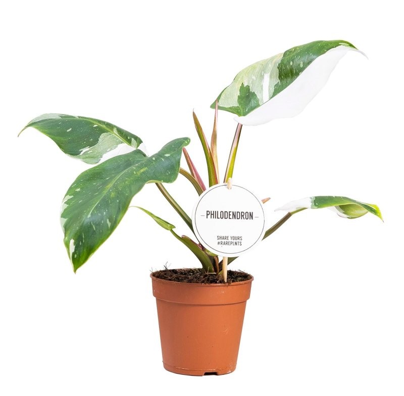 PHILODENDRON  M12 WHITE PRINCESS