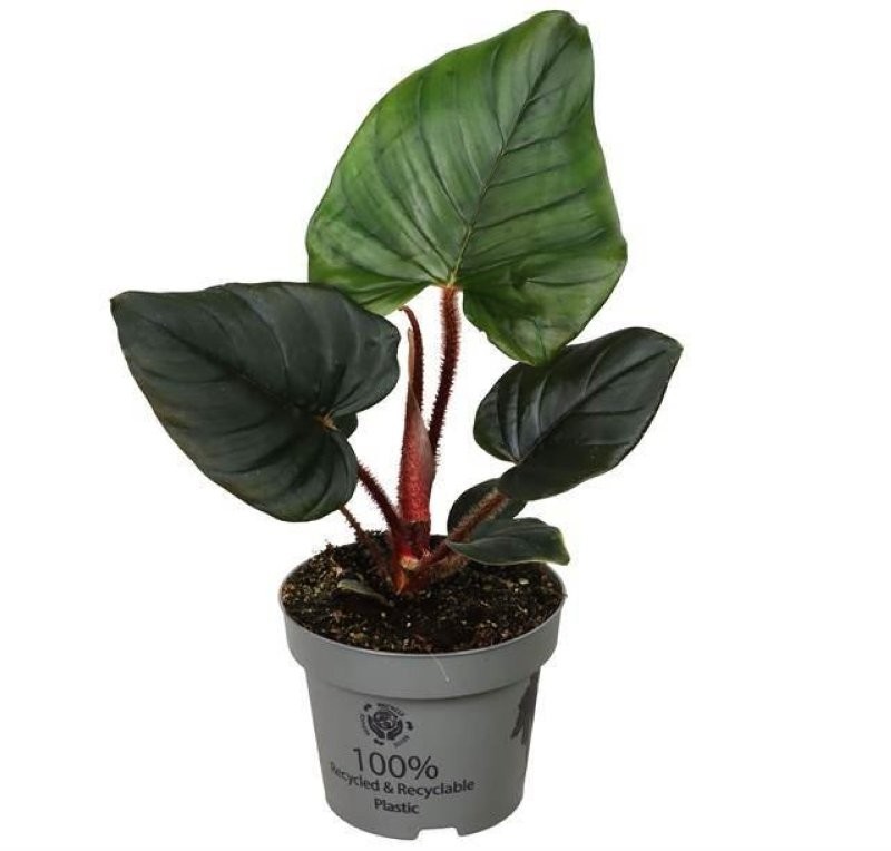 PHILODENDRON  M12 SQUAMIFERUM X SERPENS