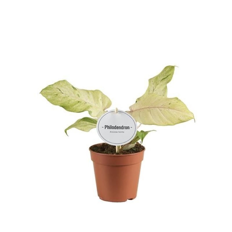 PHILODENDRON  M12 SNOWDRIFT
