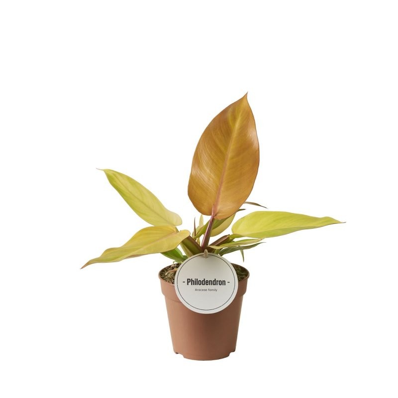 PHILODENDRON  M12 PRINCE OF ORANGE