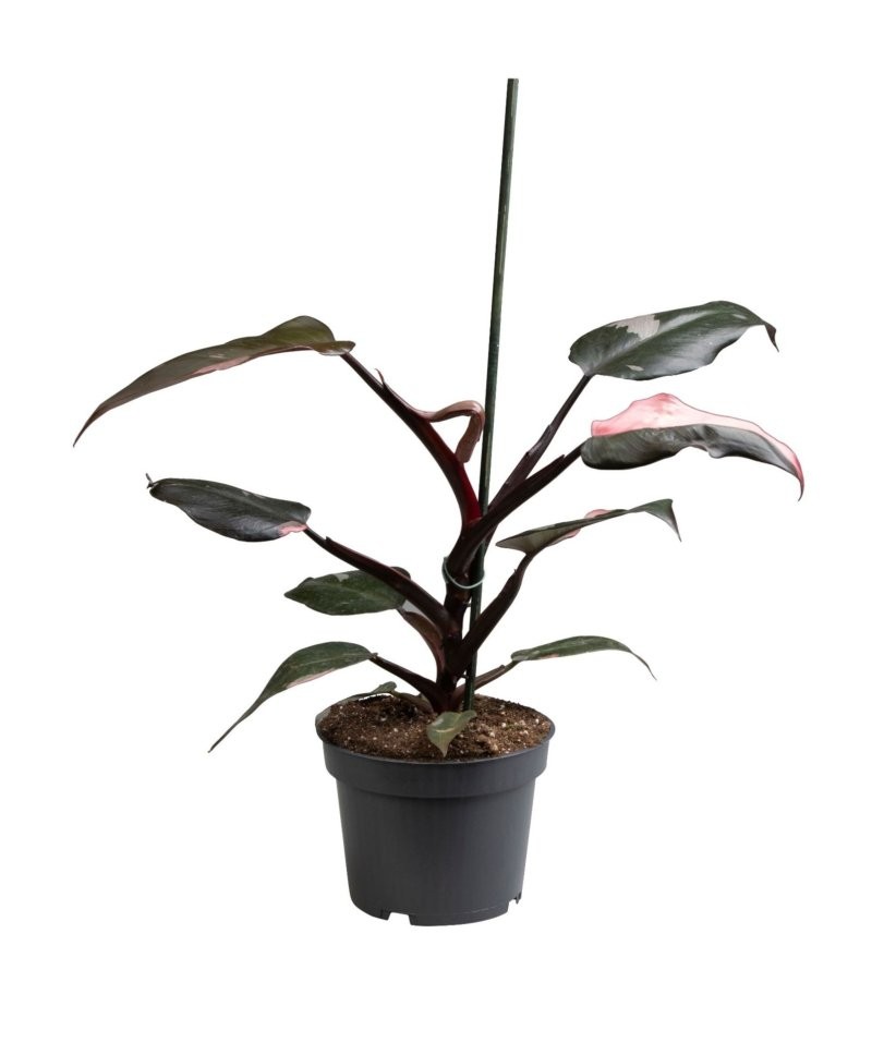 PHILODENDRON  M12 PINK PRINCESS