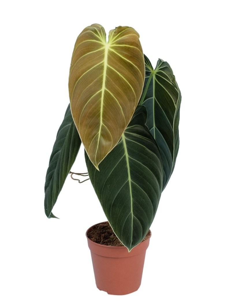 PHILODENDRON  M12 MELANOCHRYUM
