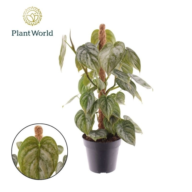 PHILODENDRON  M12  H40 Brandtianum Tutor
