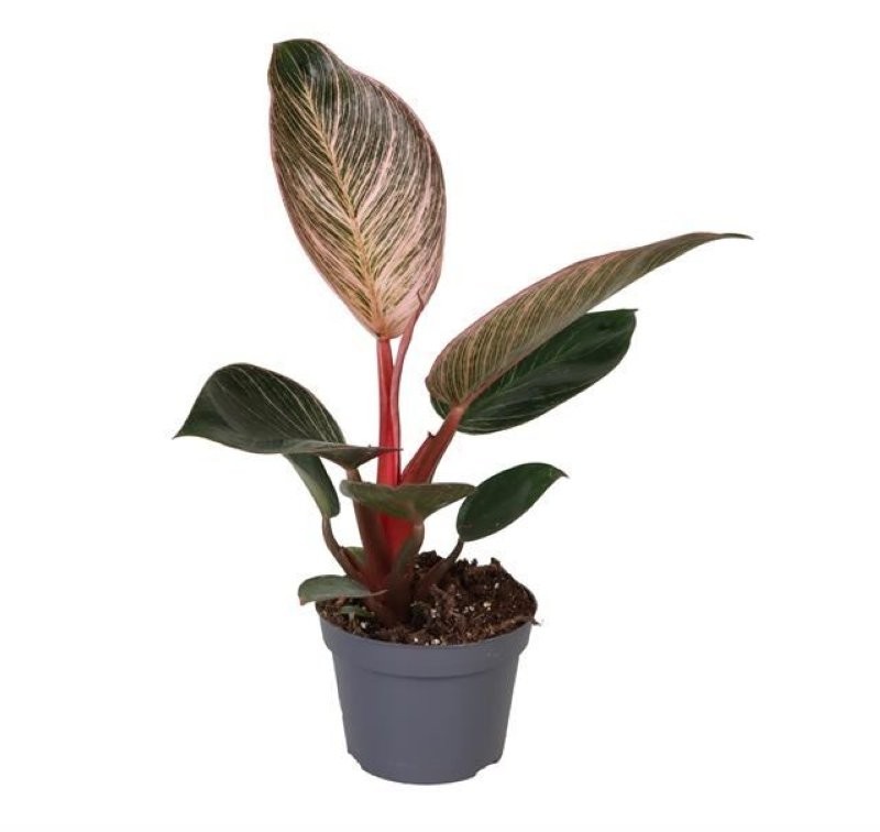 PHILODENDRON  M10 PINK BIKINI