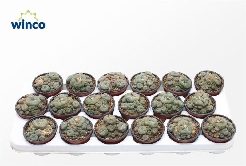 LOPHOPHORA WILLIAMSII M 8 H12  Peyote