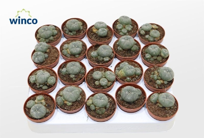 LOPHOPHORA WILLIAMSII M 5 H12  Peyote