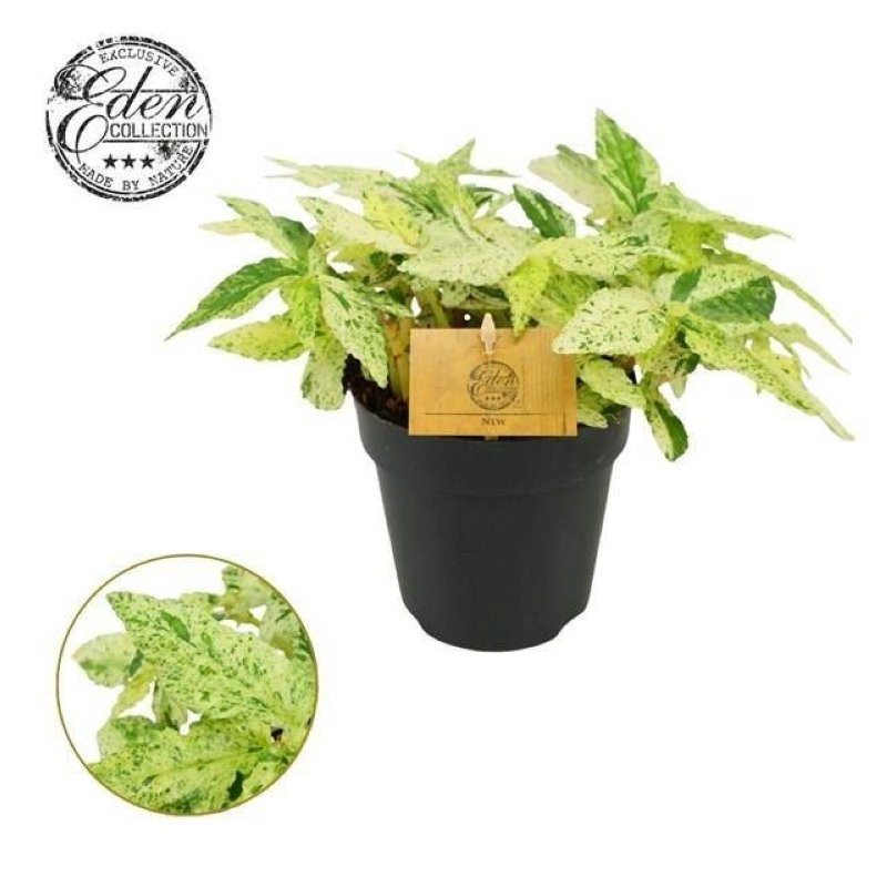 PELLIONIA REPENS VARIEGATA M12 H20