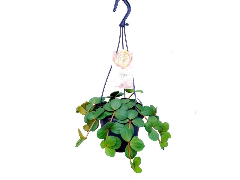 PEPEROMIA PENJAR  M14 HOPE
