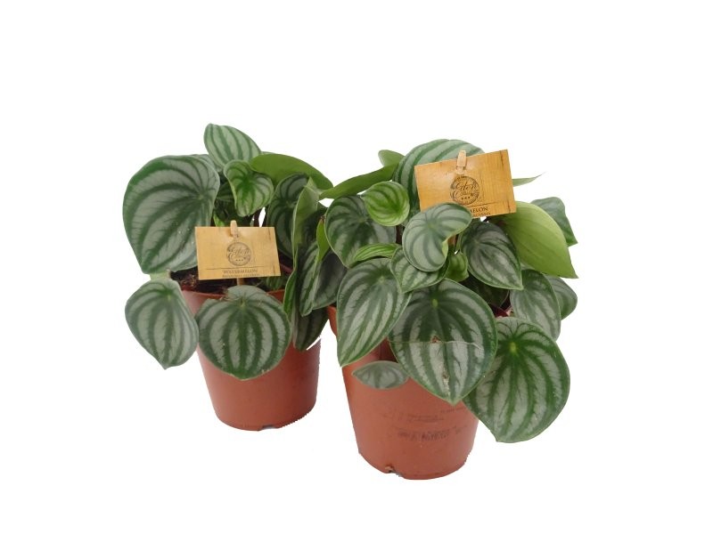 PEPEROMIA  M15 ARGYREIA 25cm.