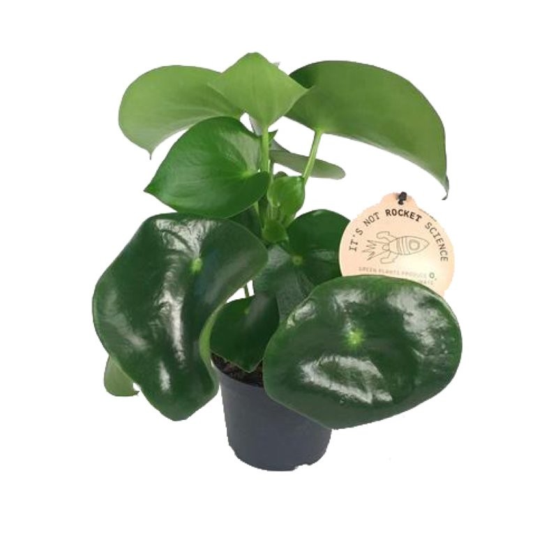 PEPEROMIA  M12 POLYBOT RAINDROP