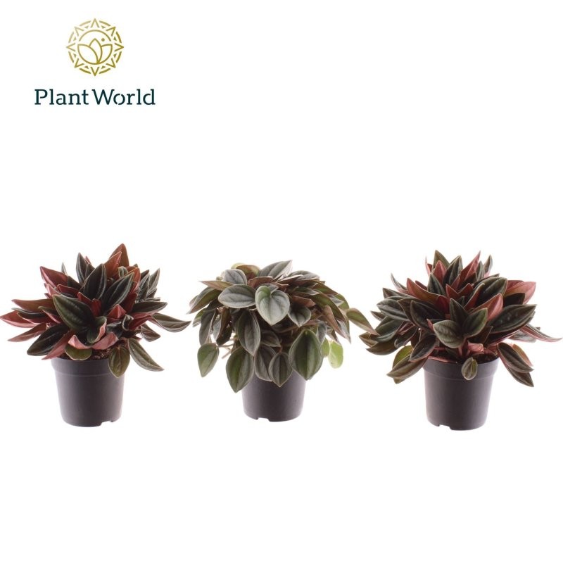 PEPEROMIA  M 7 MINI MIX