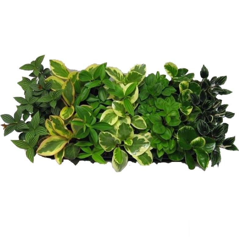PEPEROMIA M 9 MIX