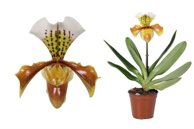 PAPHIOPEDILUM AMERIKAN HIBRID M12