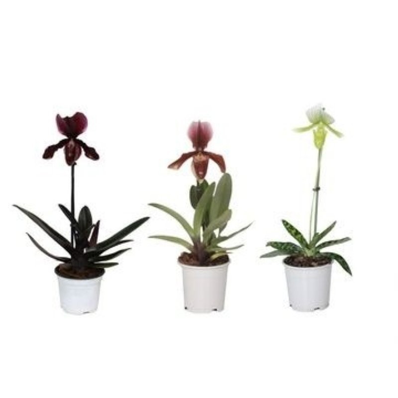 PAPHIOPEDILUM  M11 MIX