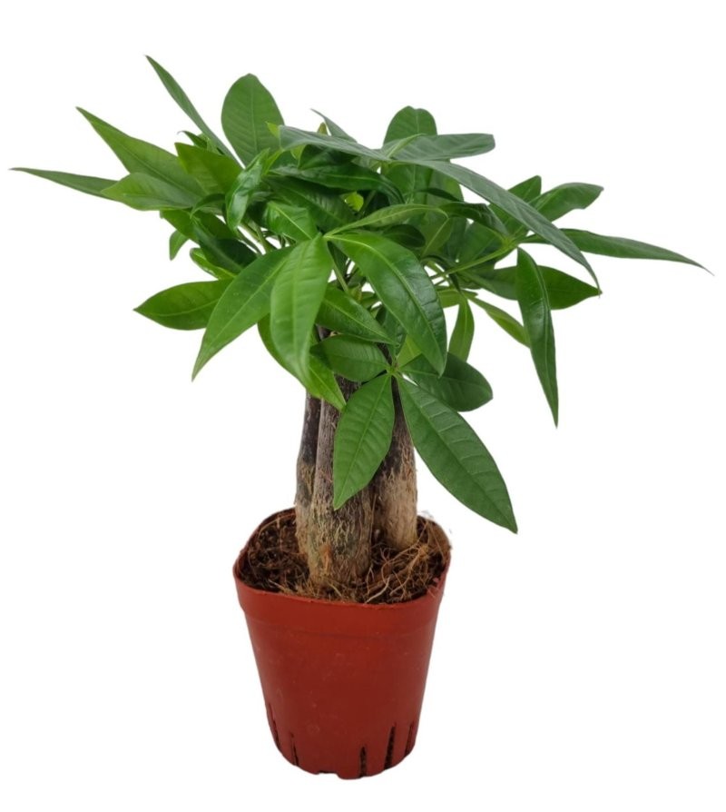 PACHIRA  M 7- 20cm. MINI  3 troncs