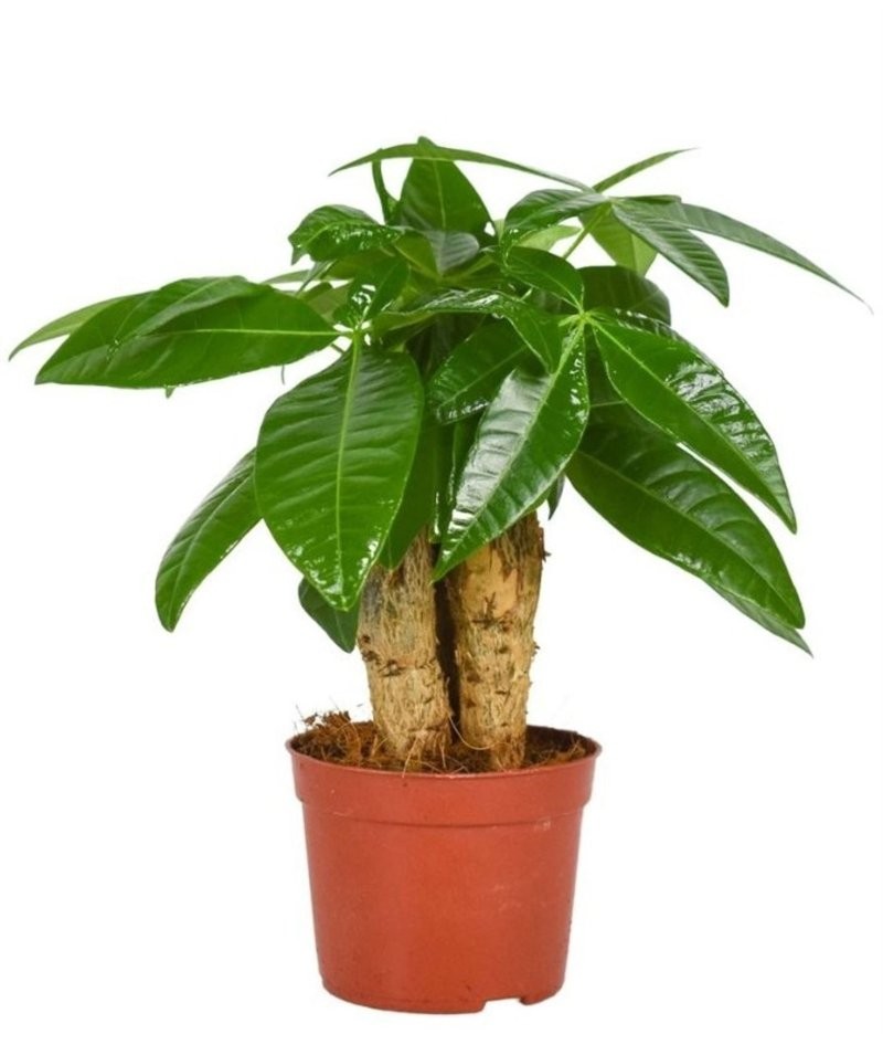 PACHIRA  M 9- 30cm. MINI  3 troncs