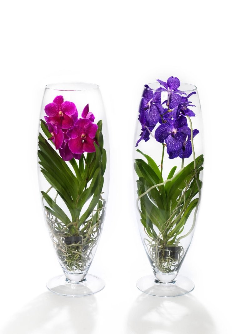 ORQUIDIA, VANDA VIDRE CHAMPAGNE 70cm