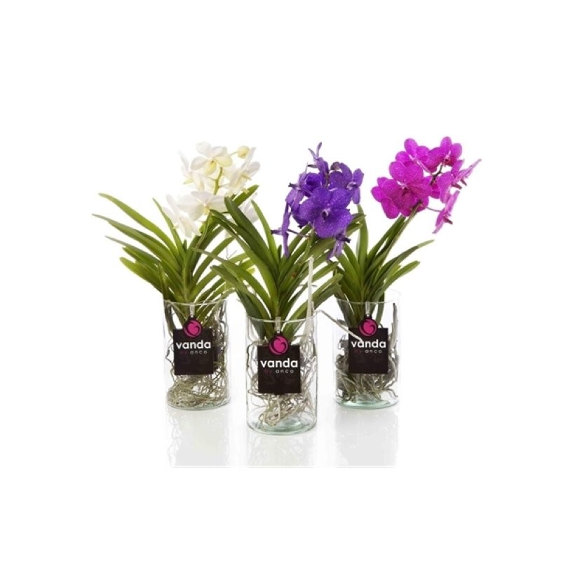 ORQUIDIA VANDA VIDRE  M14 H45