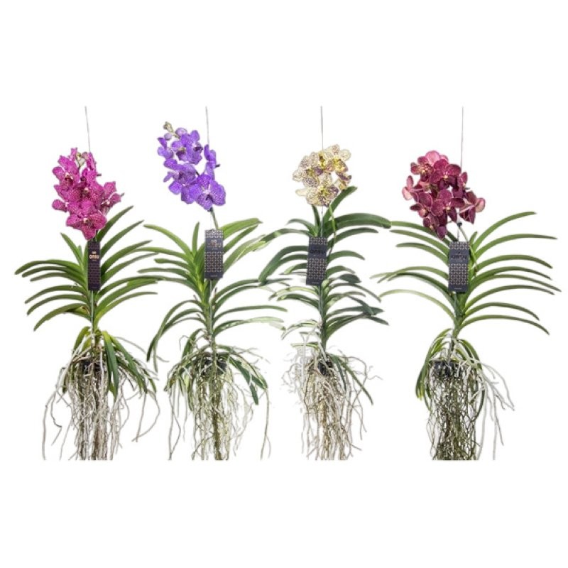 ORQUIDIA, VANDA PENJAR XL  80cm. flor gran