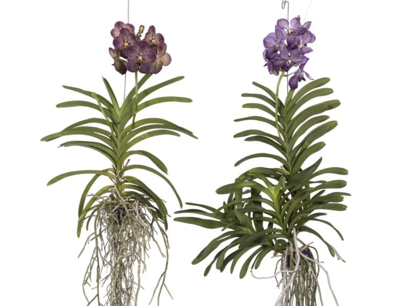 ORQUIDIA, VANDA PENJAR 60cm. MIX