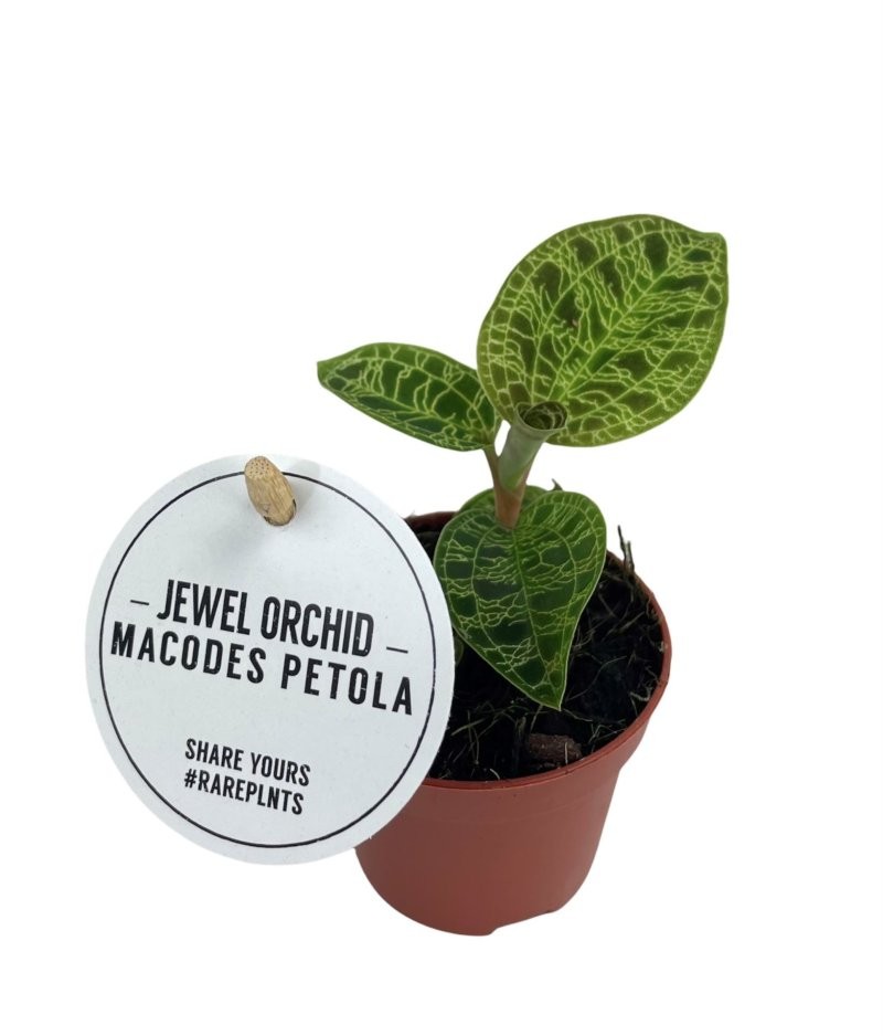 ORCHID JEWEL Macodes petola M 6