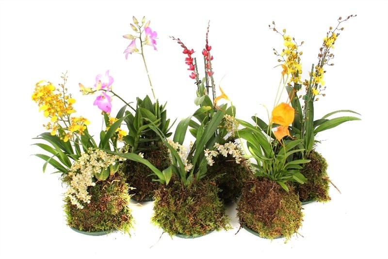 ORQUIDIES MIX FOREST 50cm.