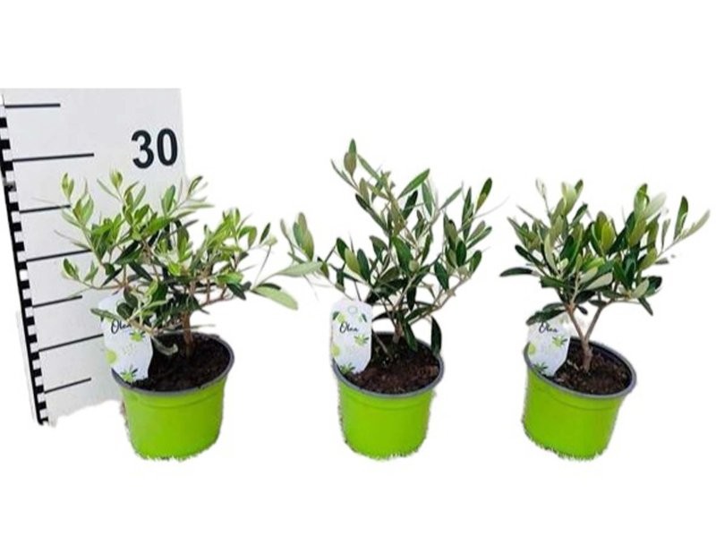 OLEA EUROPAEA M12- 30cm
