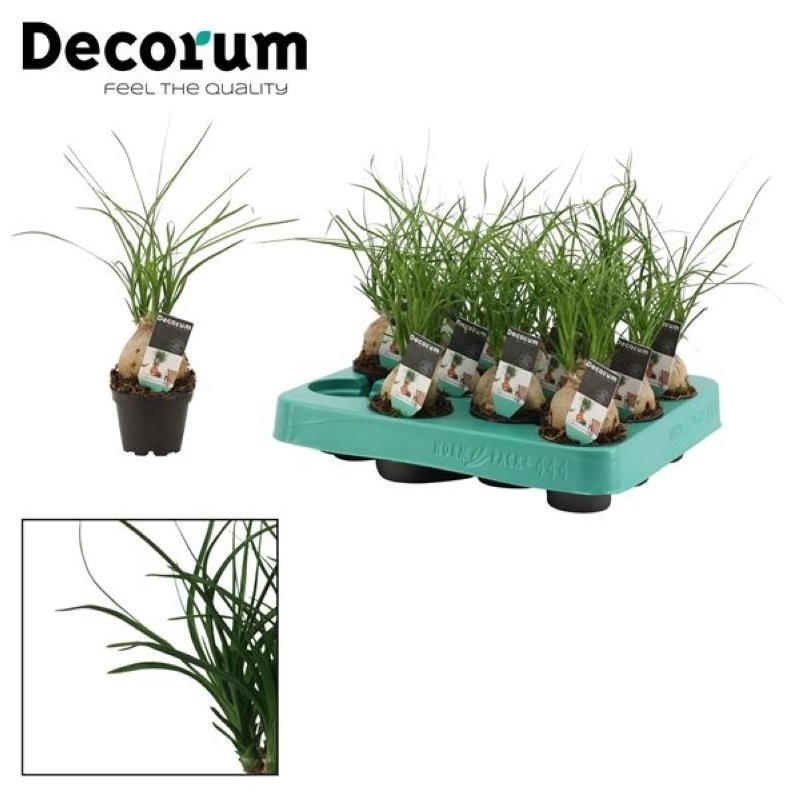 NOLINA  M 6 MINI (beaucarnea)