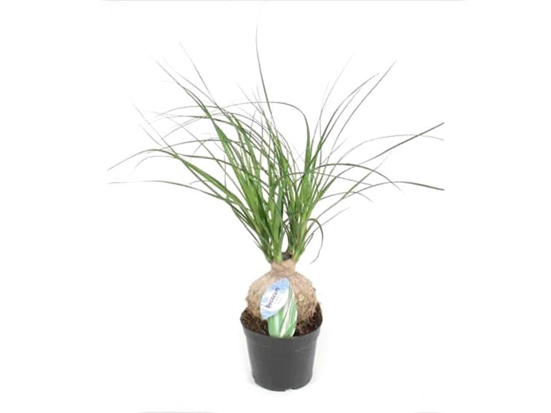 NOLINA  M12 1 bulbo (beaucarnea)