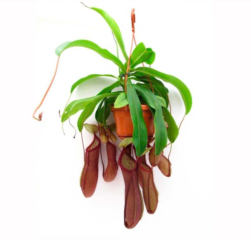 PLANTES CARNIVORES NEPENTHES PENJAR M14  Alata