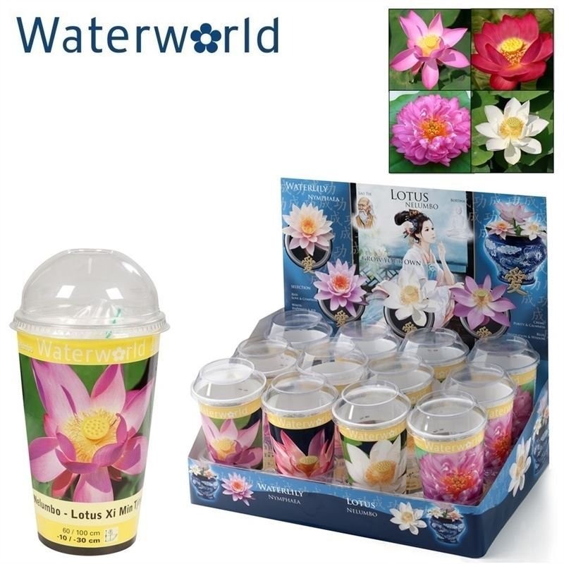 NELUMBO mix aquatica M10 H20 Lotus