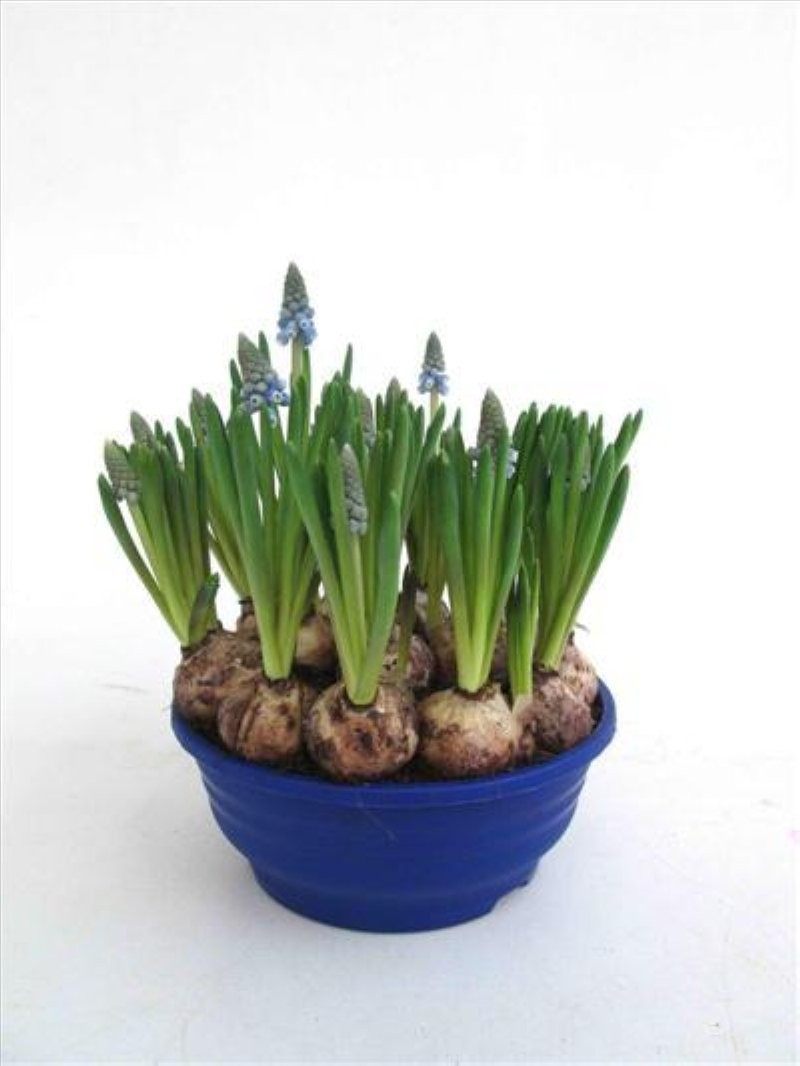 MUSCARI  M16