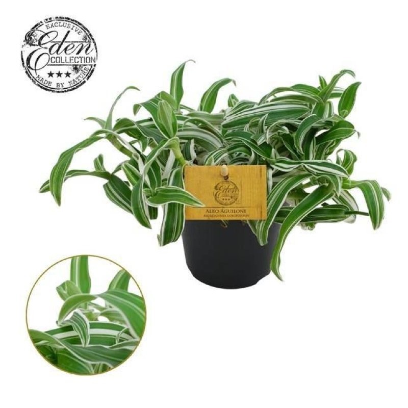 MURDANNIA LORIFORMIS M12