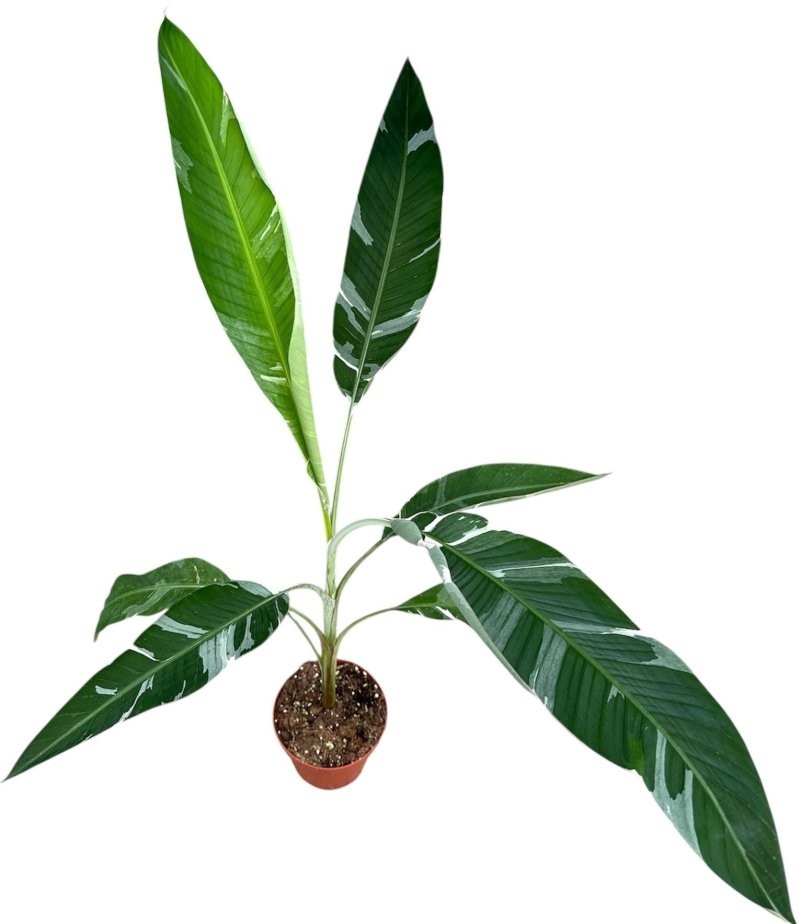 MUSA  M17  Florida Variegata