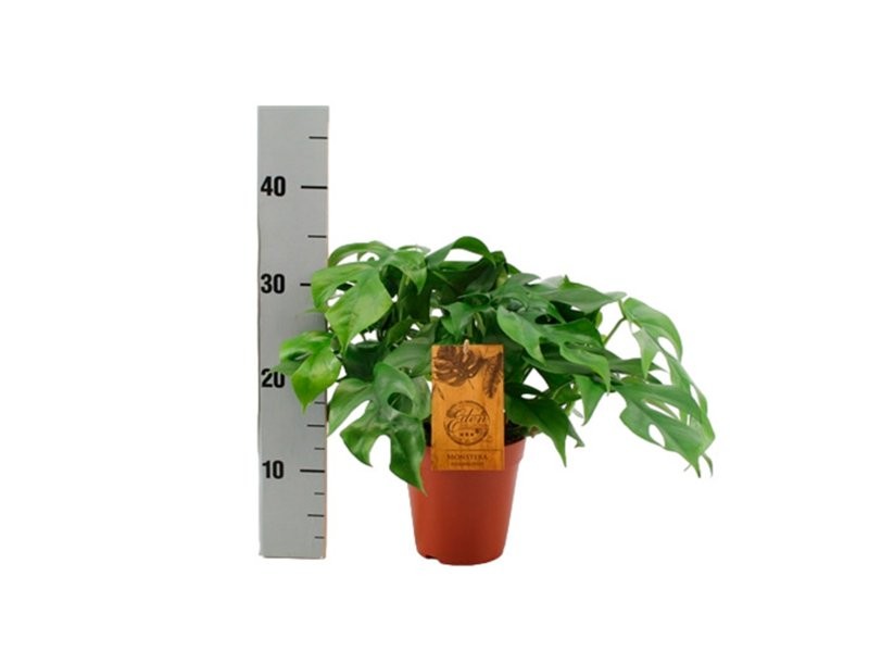 MONSTERA MINIMA M15 H40